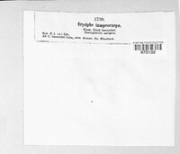 Phyllactinia fraxini image